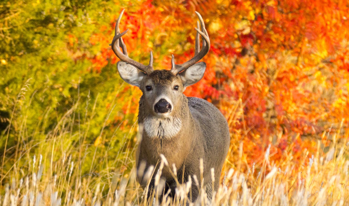 Buck deer in fall