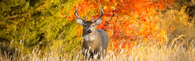 Hunt In Montana