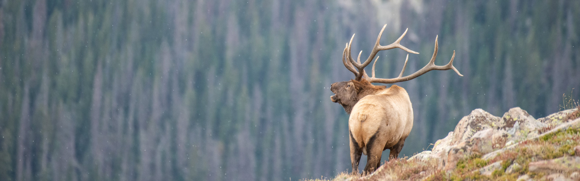 An elk