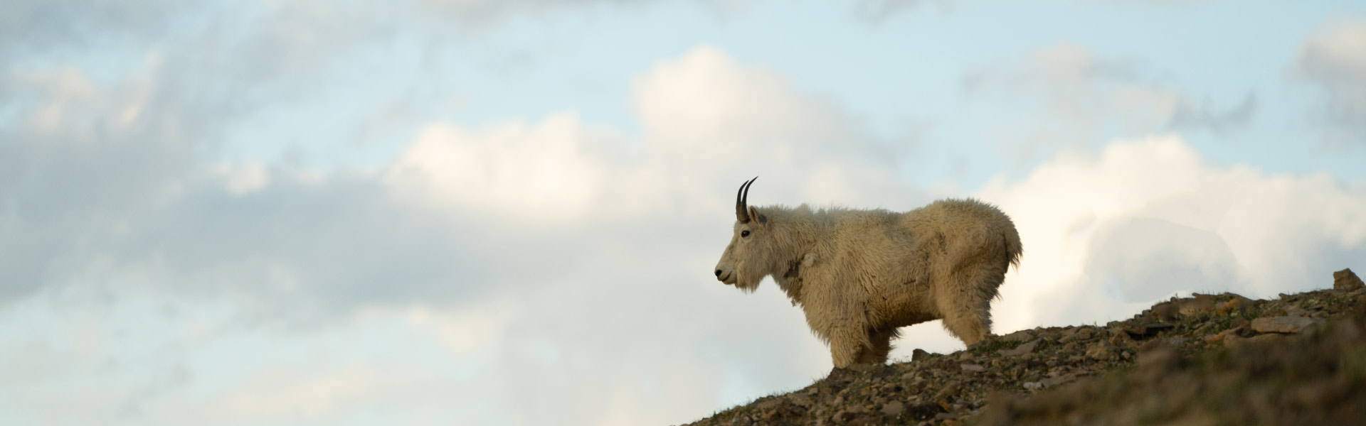 A mountain goat.