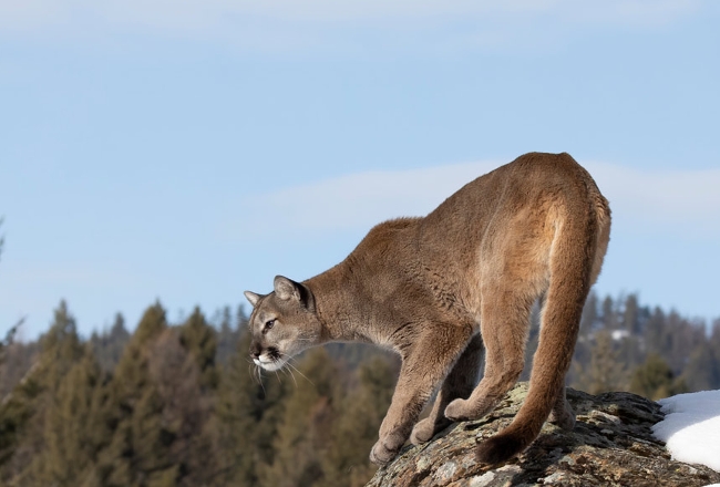 Mountain lion