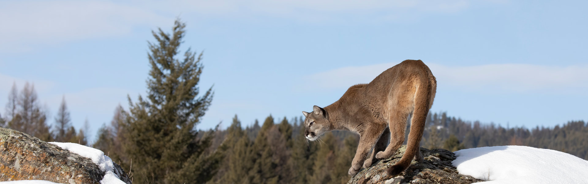 A mountain lion