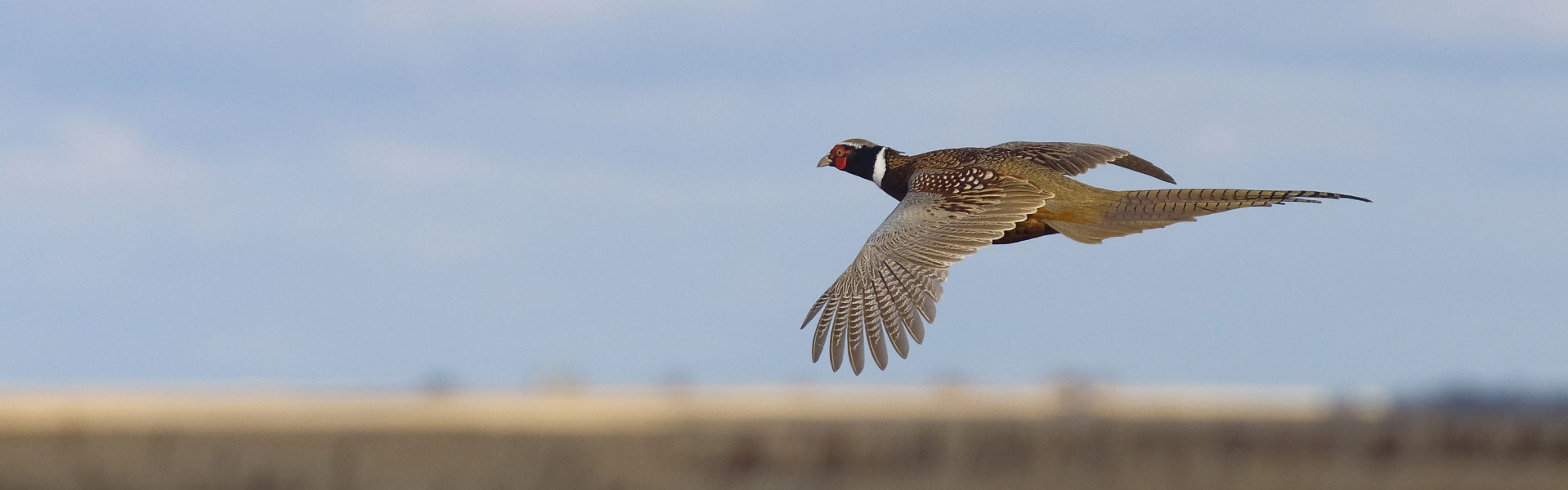 An upland game bird.