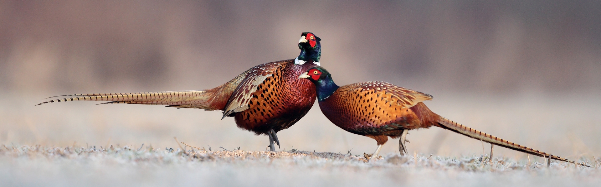 Ring-necked Pheasant - Montana Field Guide