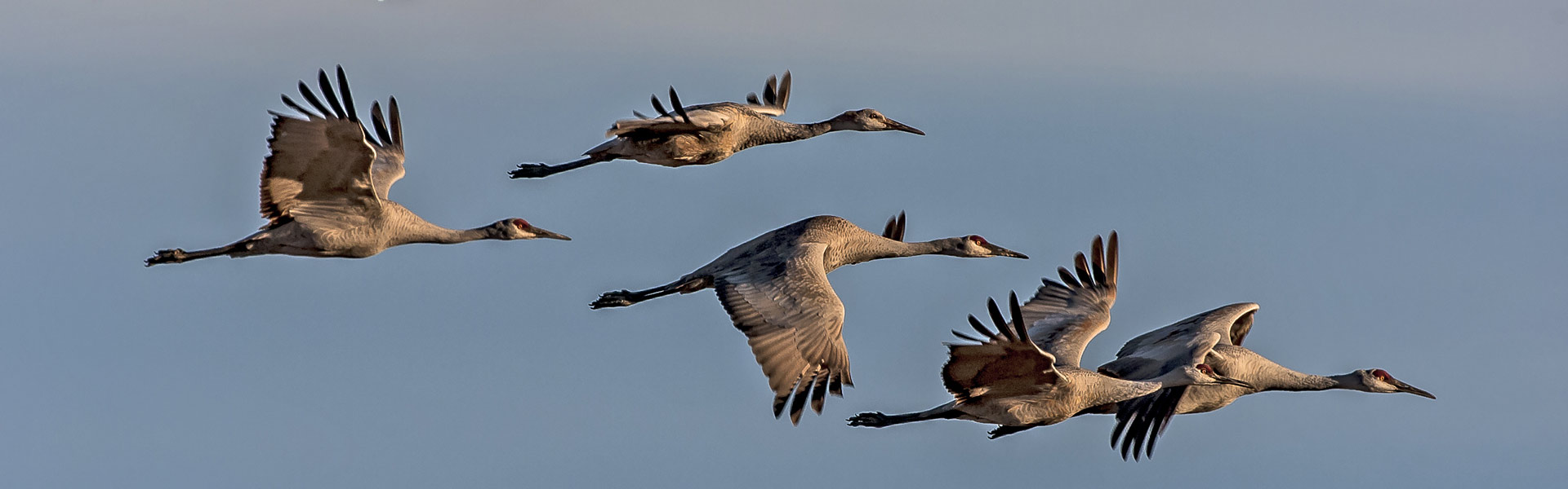 Sandhill cranes in flight