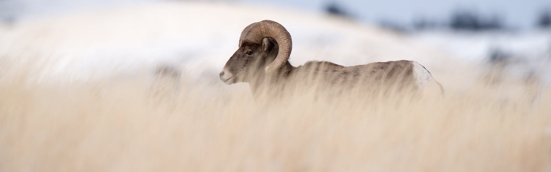 Bighorn Sheep