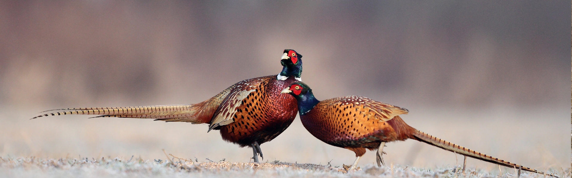 Wild turkeys in Montana.