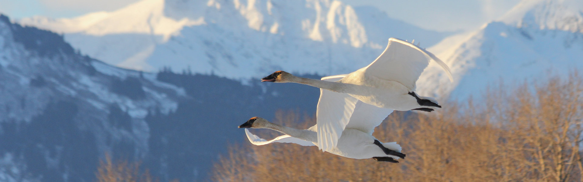 Pair of trumpeter swans