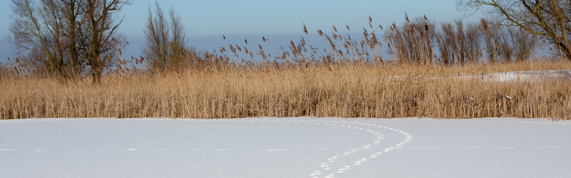 Tracks in snow.