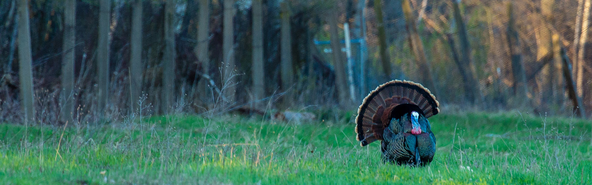 Turkey in a field