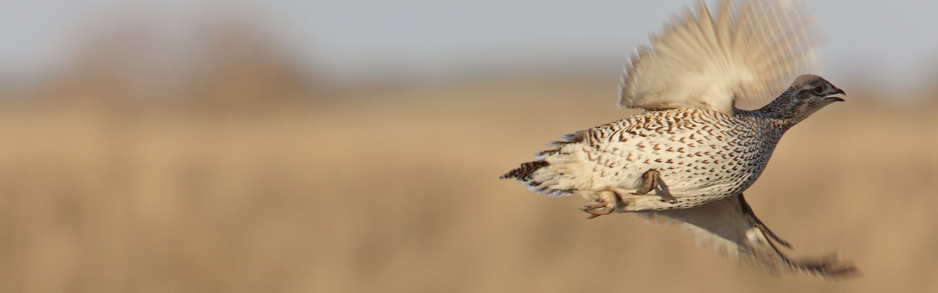 Bird in flight