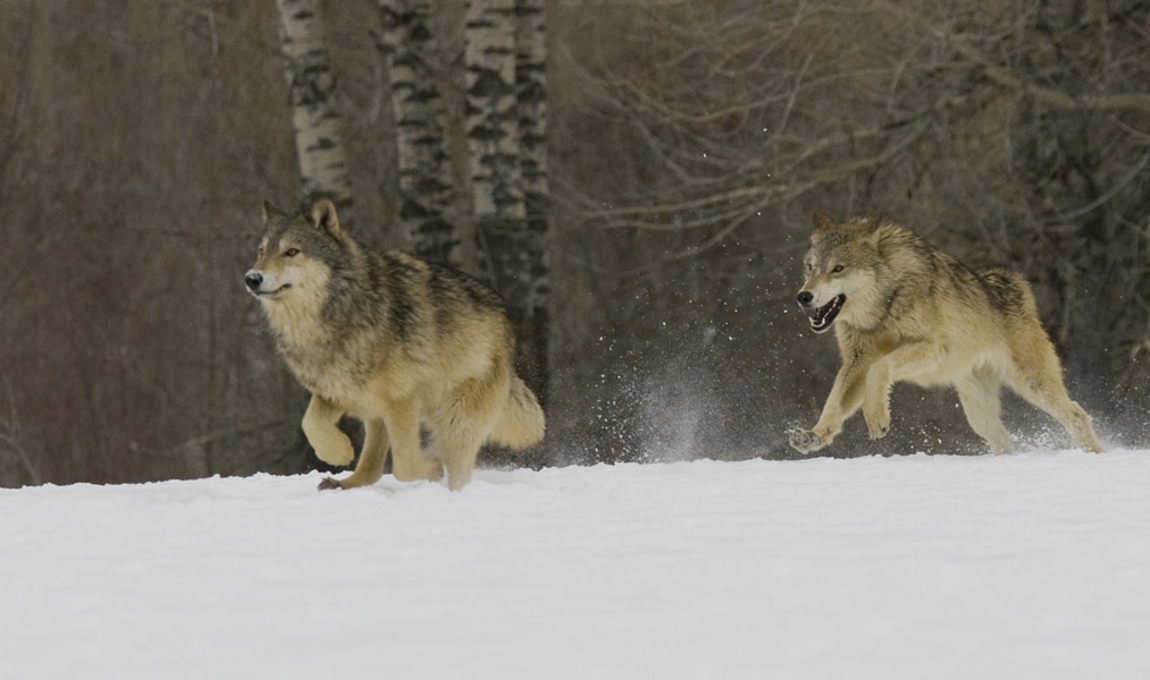 Wolves running in snow