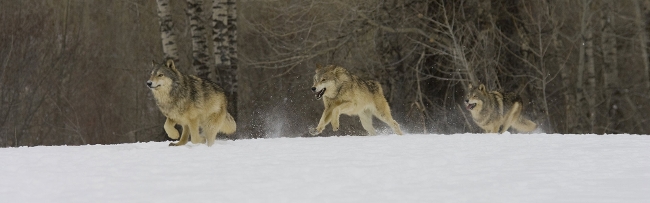Wolves running in snow
