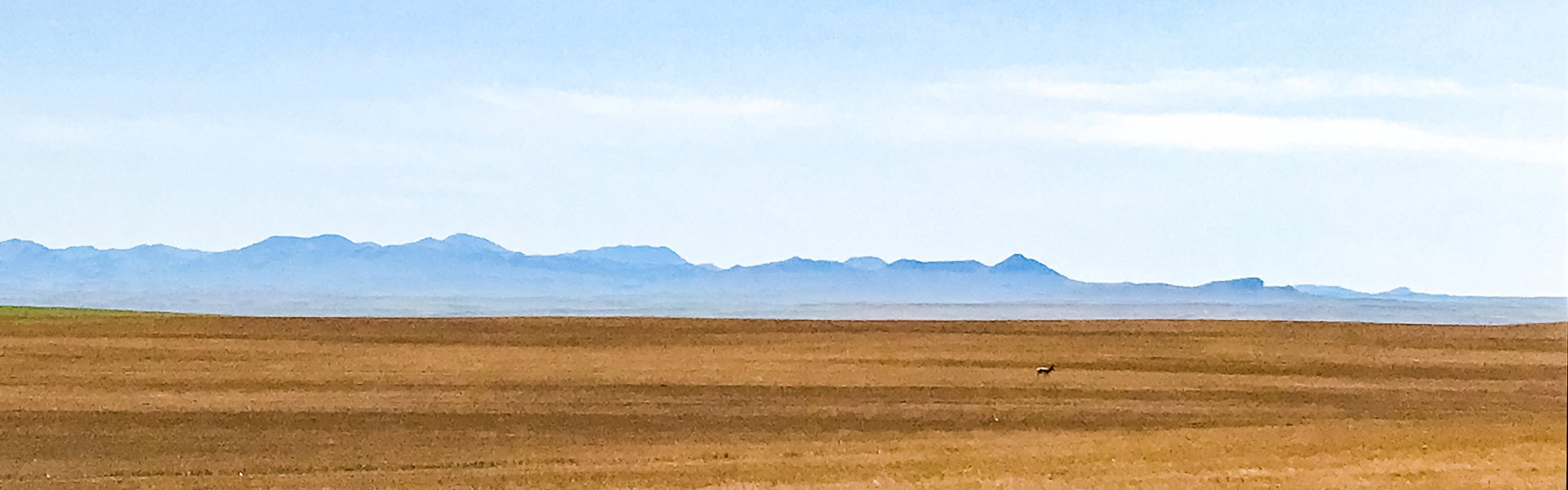 Beautiful Montana landscape with lone deer