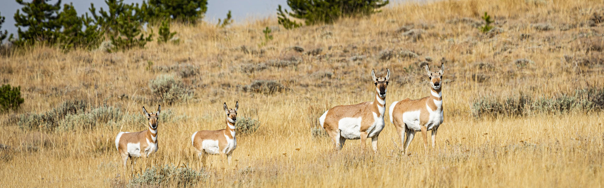 Antelope on Region 3 Block Management Area