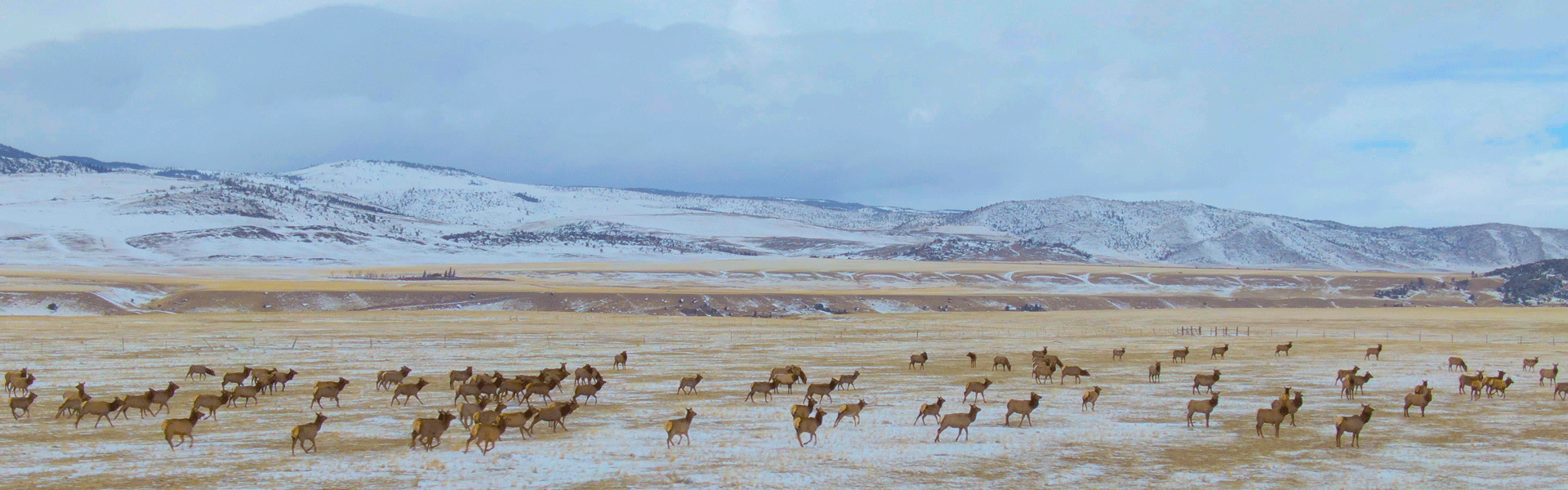 Herd of elk behind a fence on private land