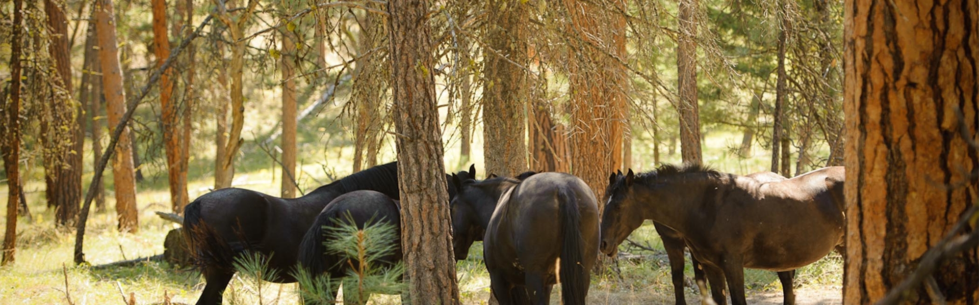 Wild Horse Island Montana FWP