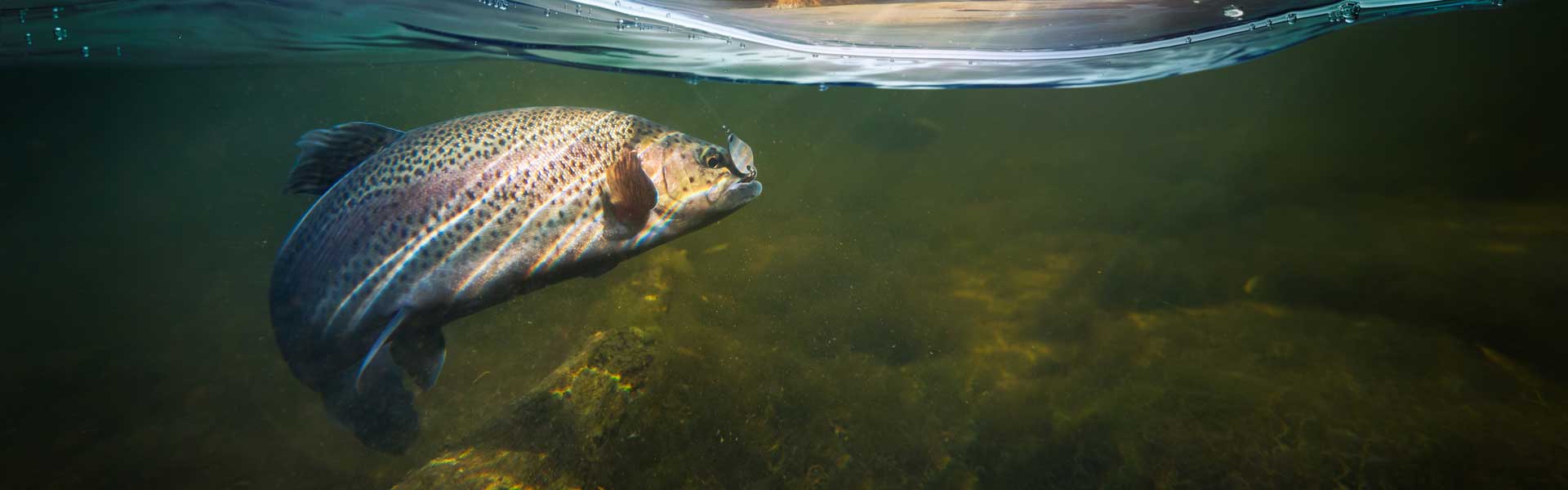 A trout underwater in a Montana stream.