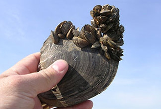 Invasive mussels