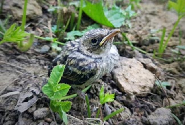 Baby bird on the ground