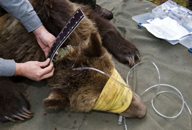 Grizzly bear being fitted with collar