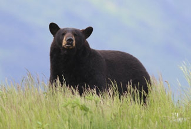 Black bear