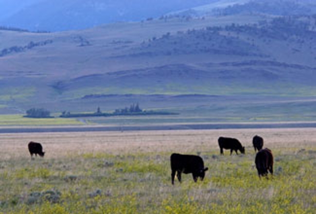 Cattle in field