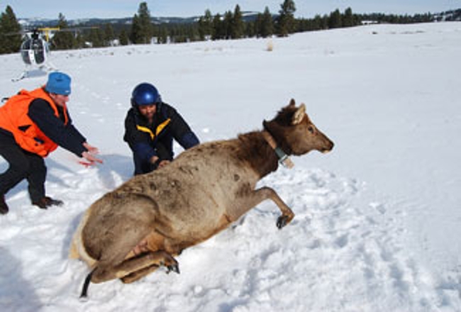 Release of a collared elk