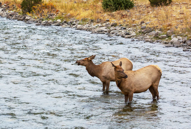 pair of cow elk in stream