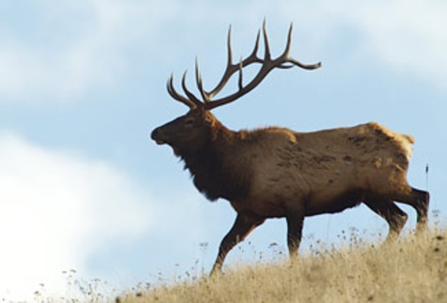 Bull elk