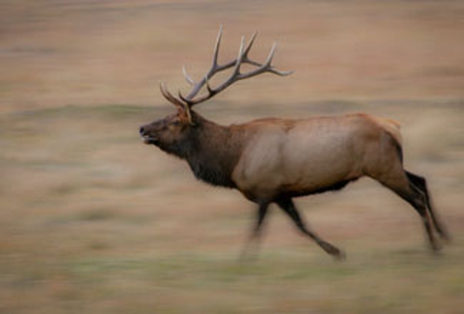 Bull elk running