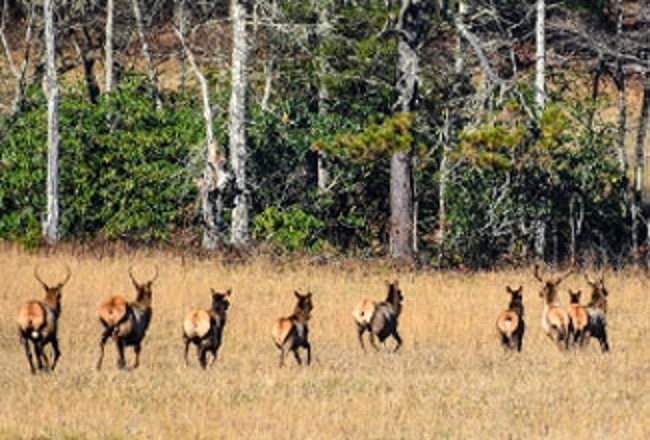Elk herd running