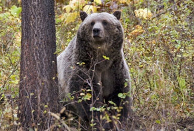 Bear Identification