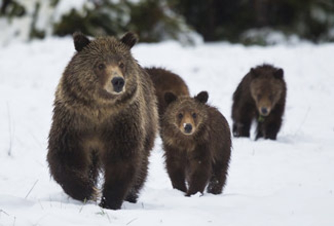 Bear Management