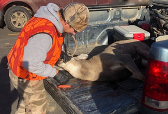 Harvested animal getting sampled