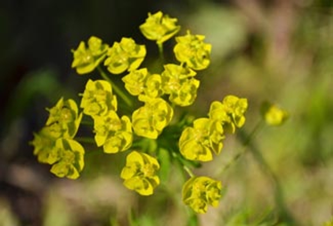 Leafy Spurge