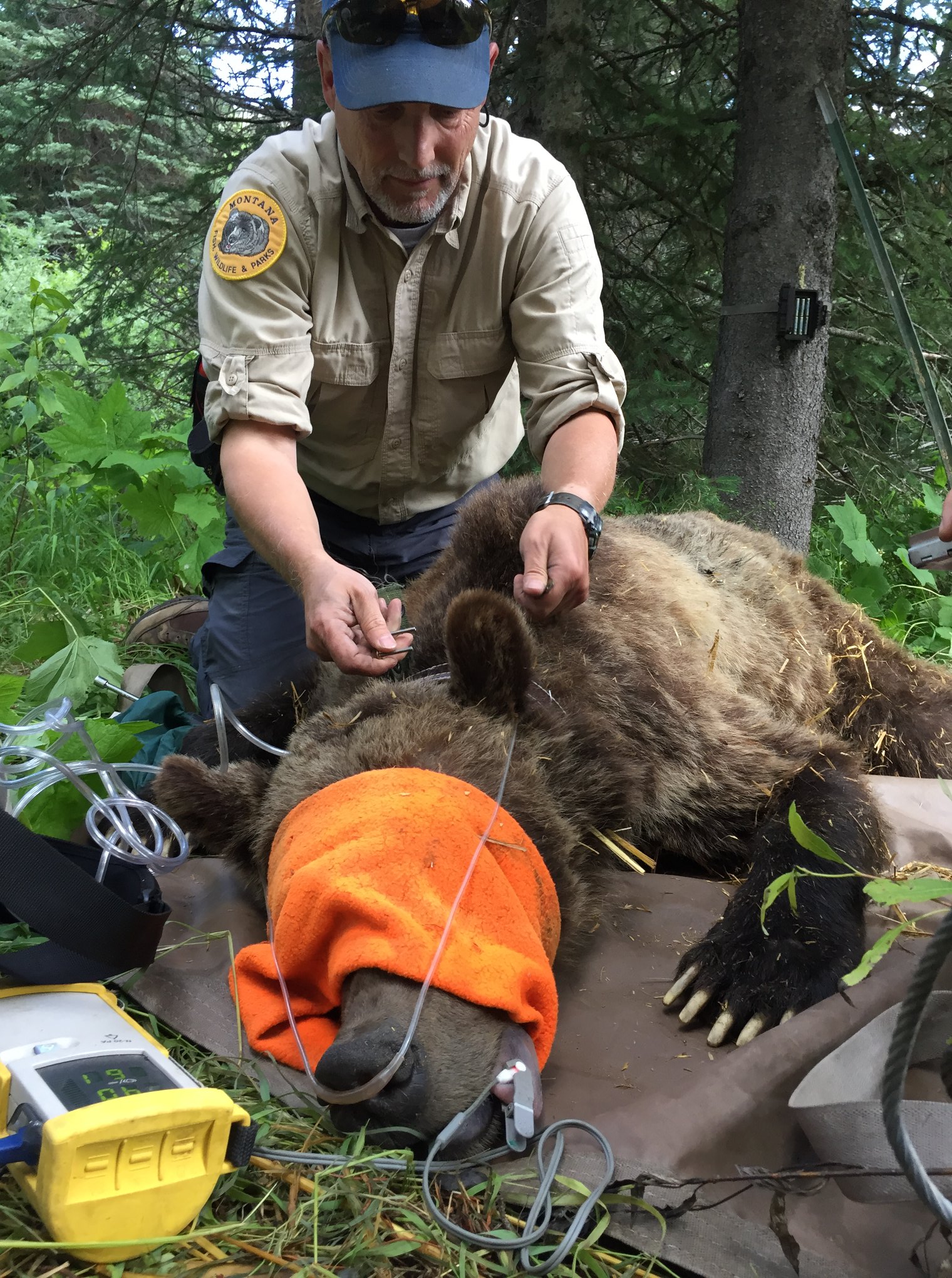 Tim Manley fitting grizzly with GPS collar