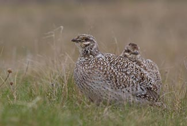 Grouse