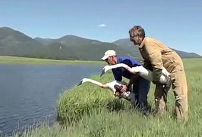 Release of trumpeter swans