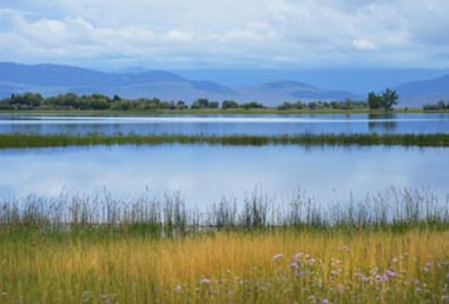 Wetland Habitat