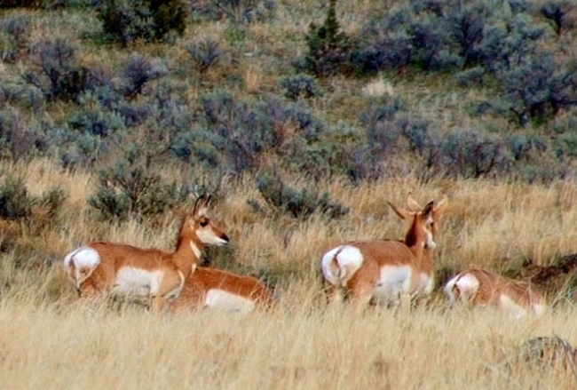 Pronghorn