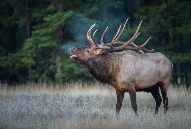 Elk bugling