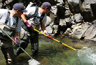 Fisheries staff netting