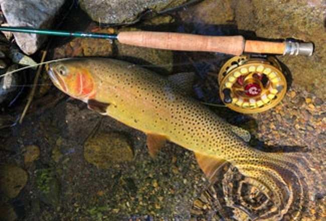 Trout and fly rod