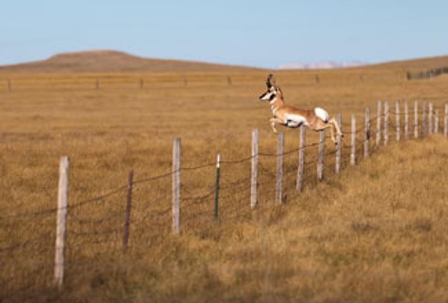 Pronghorn jumping fence