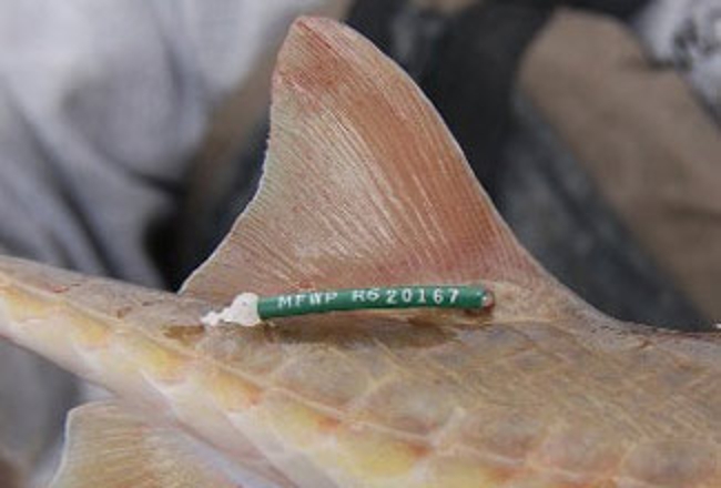 Angler holding tagged fish