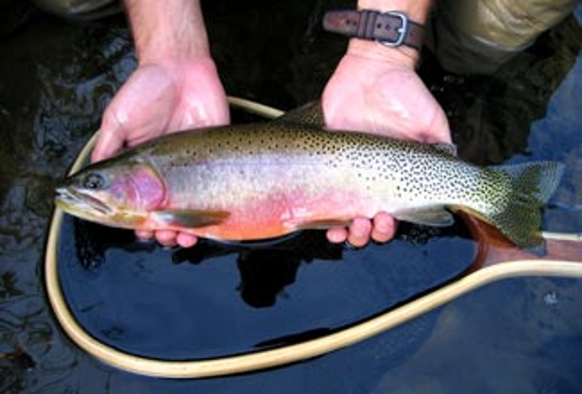 Trout in net