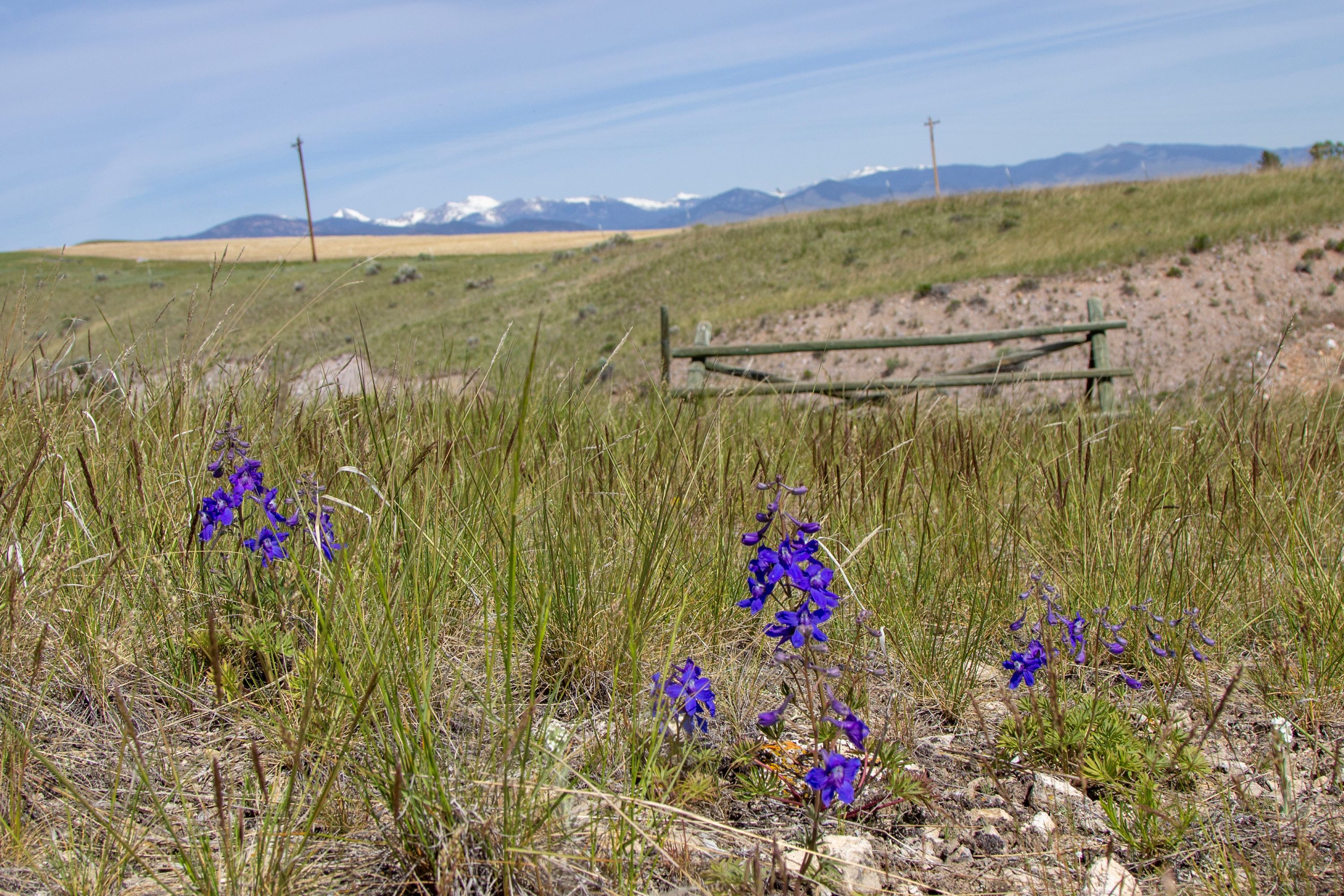 Purple Flowers at Clark's Lookout