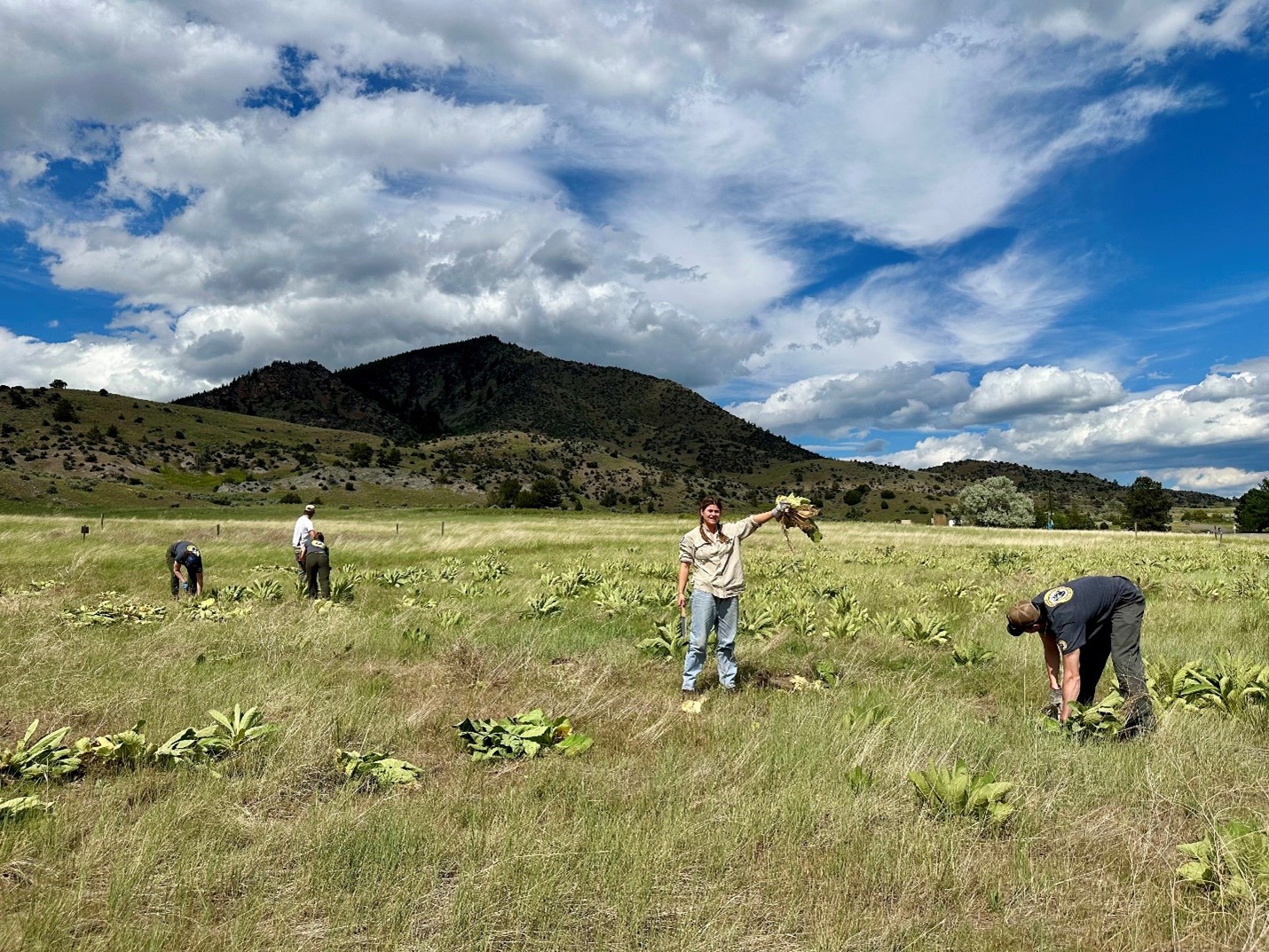 Alt text placeholder