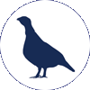 Dusky grouse icon